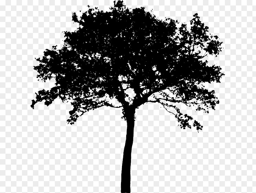 Potted Vector Silhouette Tree Clip Art PNG