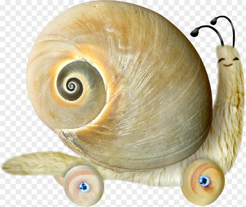 Snails Snail Yandex Search Clip Art PNG