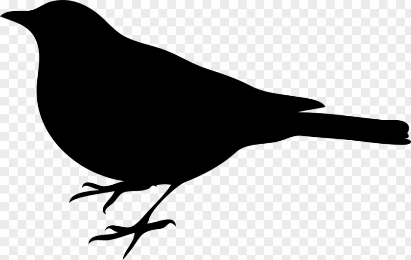 Vogelschwarz Northern Mockingbird To Kill A Clip Art PNG