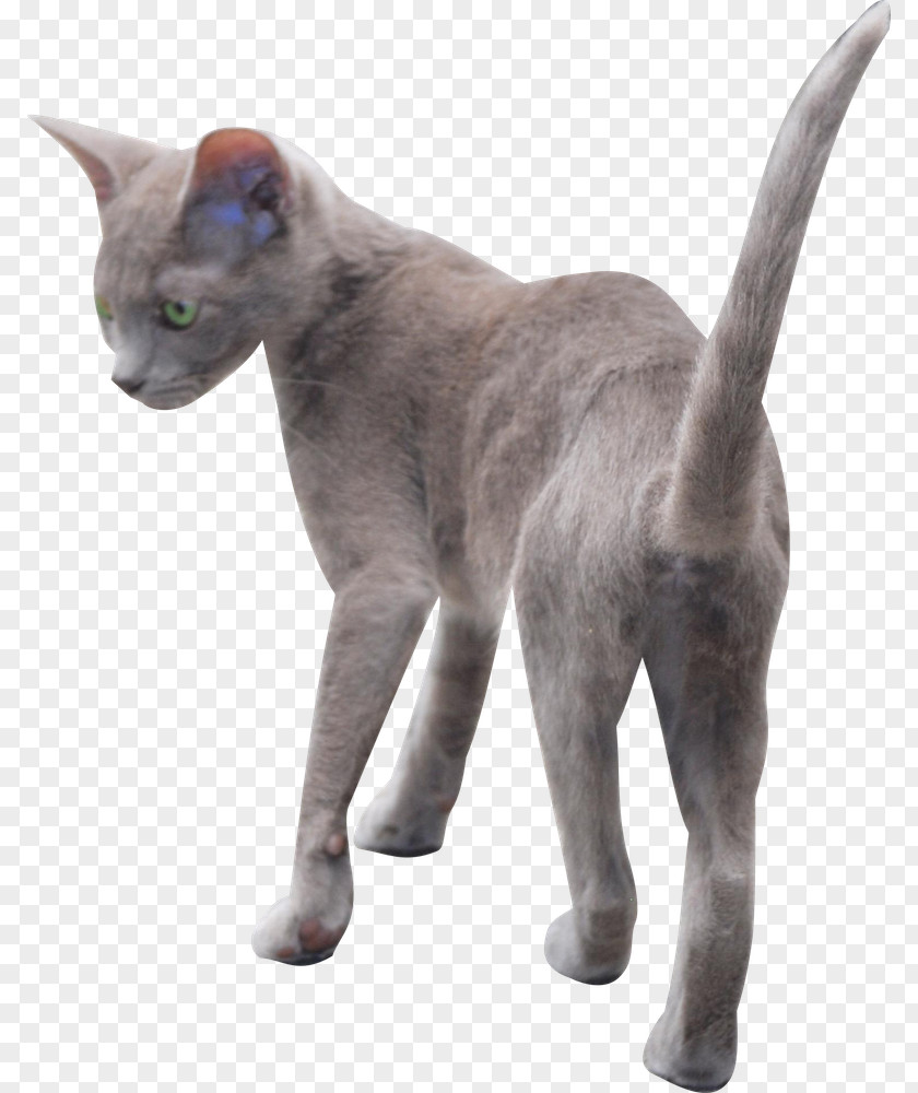 Animal Figure Whiskers Cat Small To Medium-sized Cats Russian Blue Korat PNG