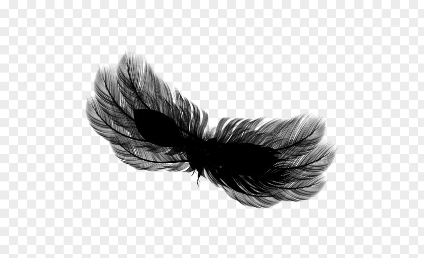 Feather Black M PNG