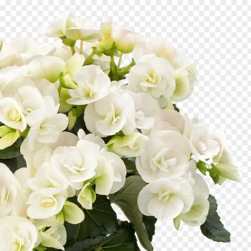 Flower Elatior Begonia Houseplant Floral Design PNG