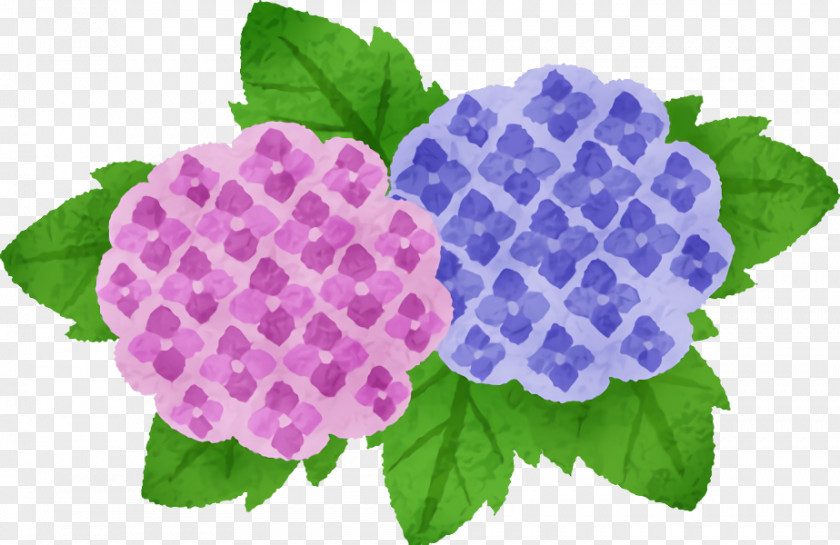 Flower Purple Violet Plant Leaf PNG