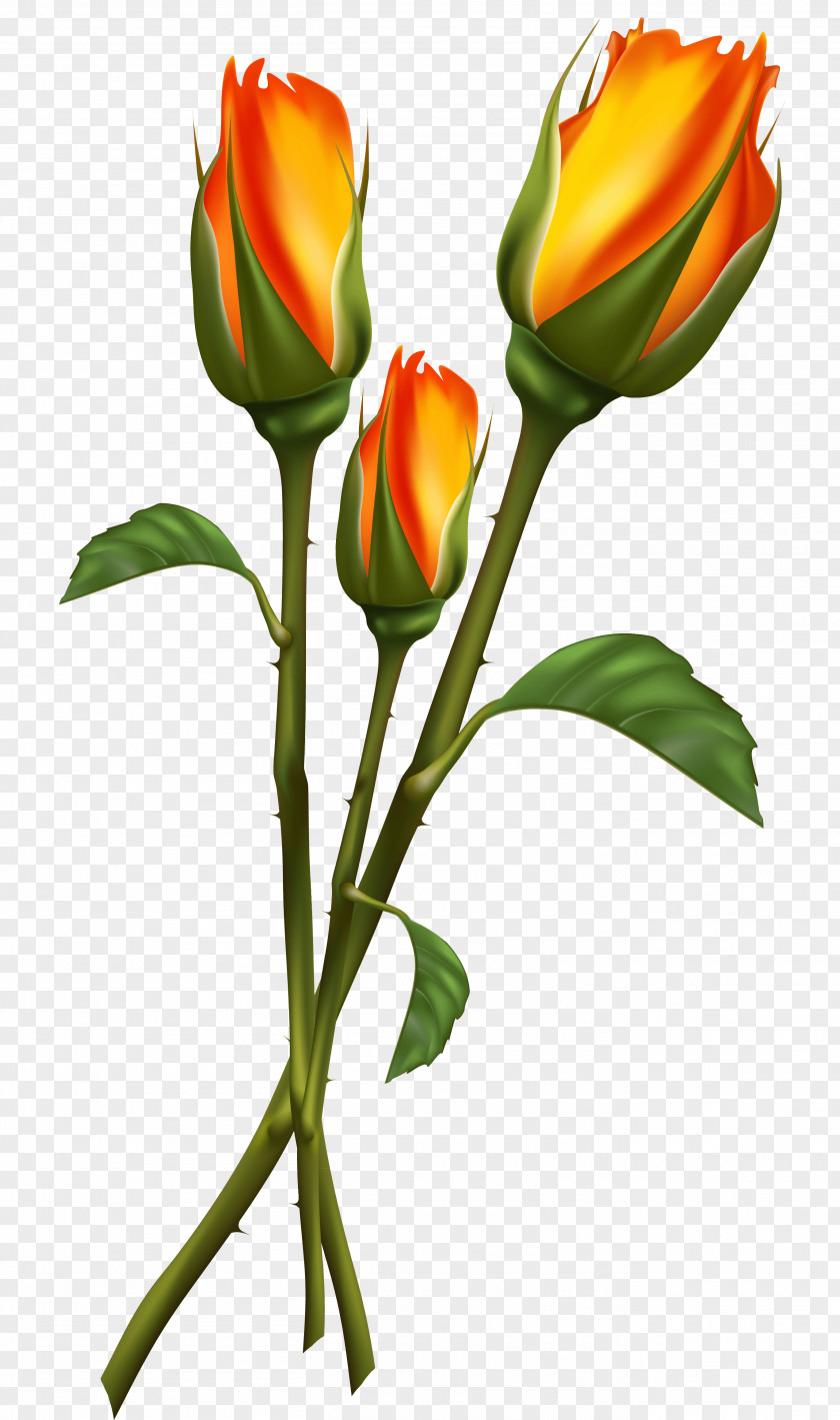 Long Flower Rose Clip Art PNG