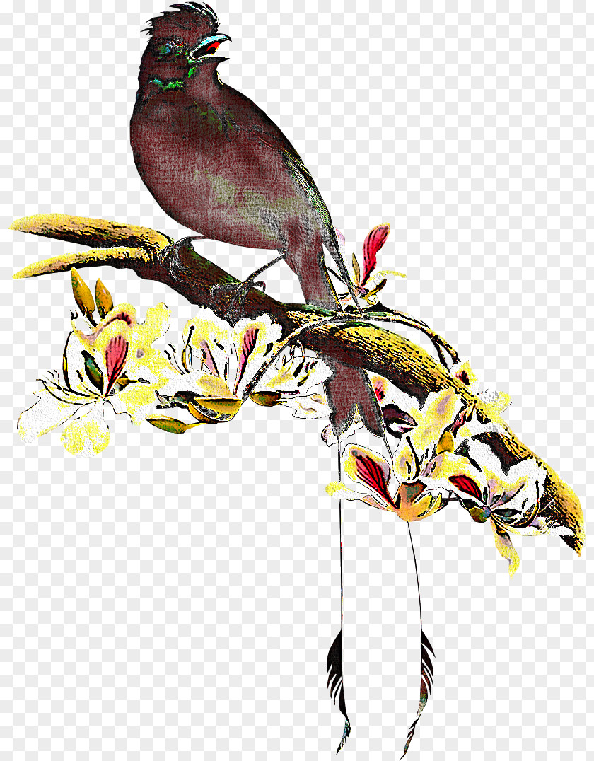 Bird Beak Plant Coraciiformes Bulbul PNG