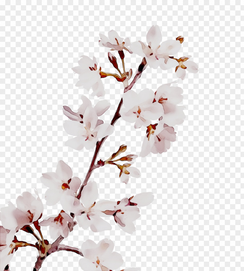 Cherry Blossom Flower Image Petal PNG