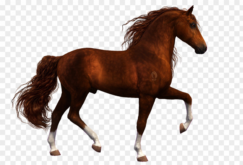 Mustang Arabian Horse Mare Stallion Foal PNG