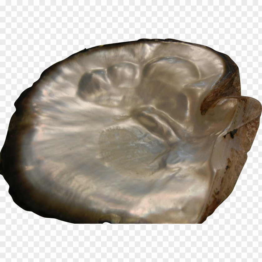 PEARL SHELL Fossil Group PNG
