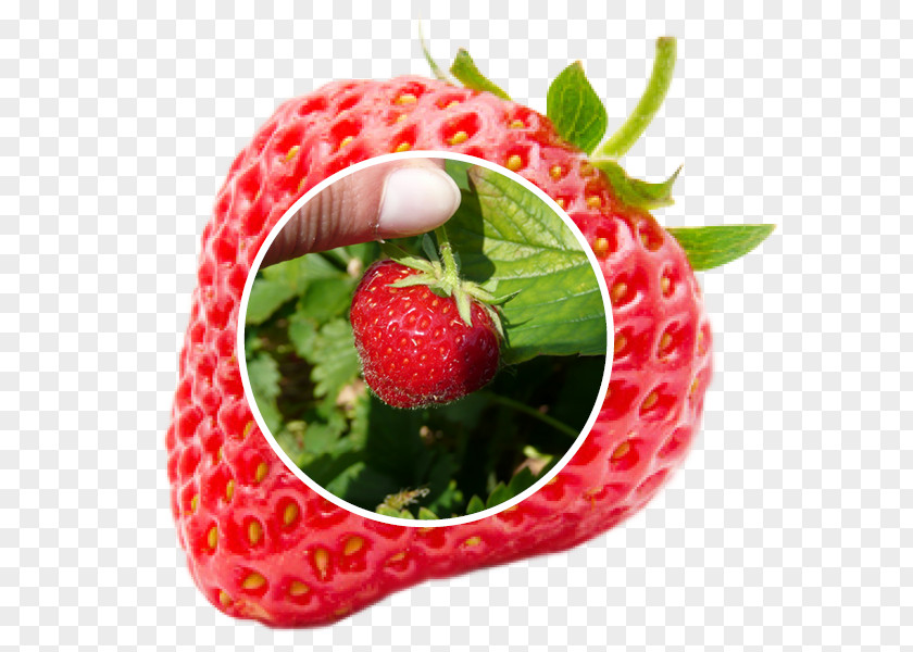 Strawberry Raspberry Fruit Parfait PNG