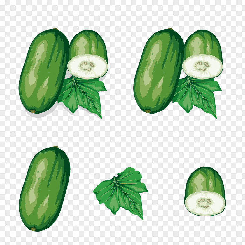 Vegetables Vector Material Wax Gourd Zucchini PNG
