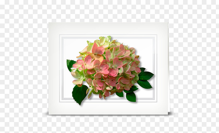 Hydrangea Cut Flowers Floral Design Floristry PNG