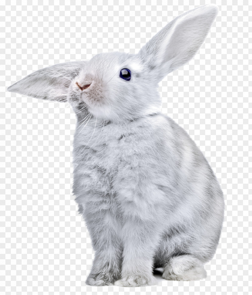 Rabbit Easter Bunny Domestic European Hare PNG
