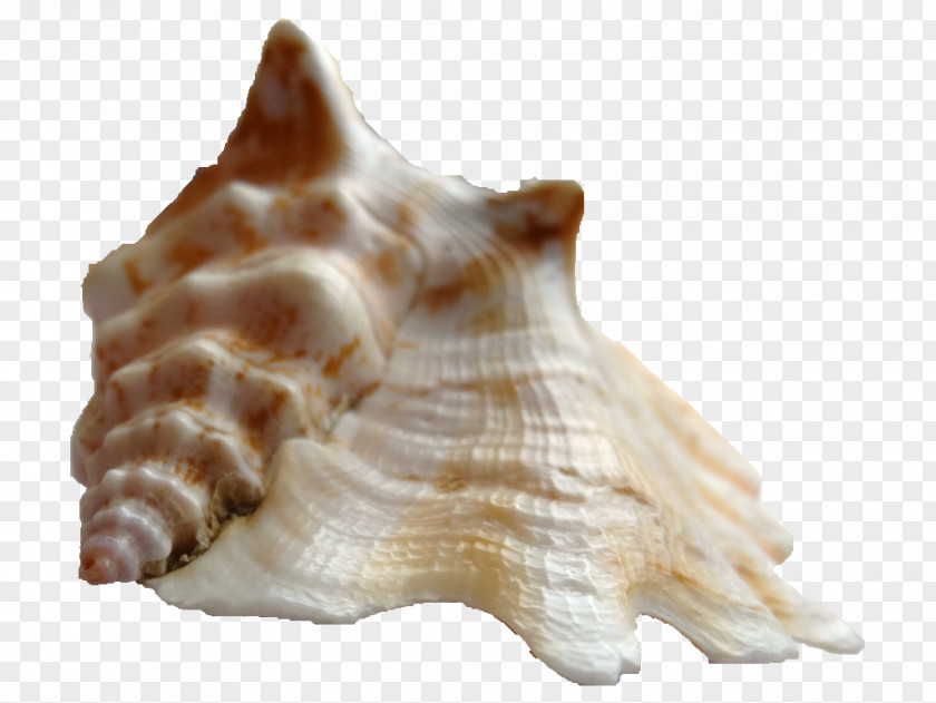 Shankha Cockle Sinustrombus Sinuatus Conchology PNG