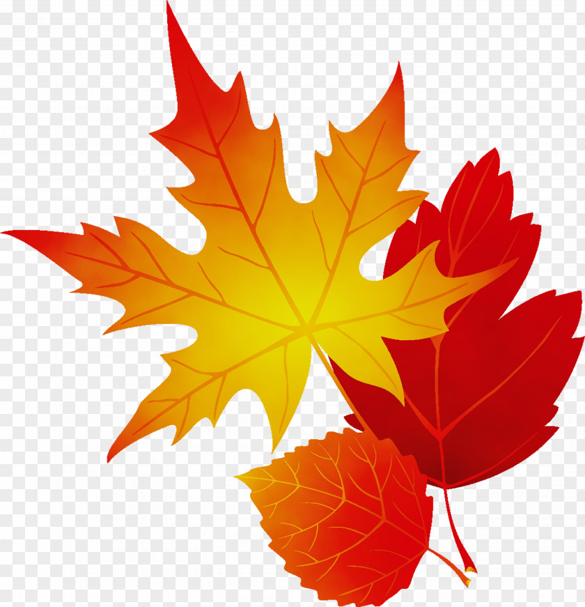 Silver Maple Autumn Watercolor Flower Background PNG
