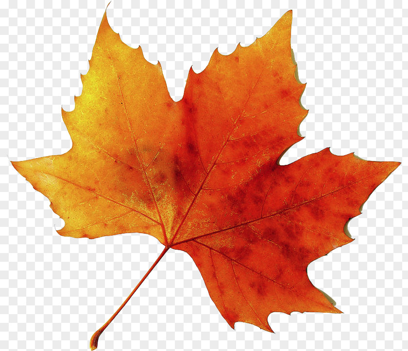 Silver Maple Soapberry Family Autumn Leaf Drawing PNG