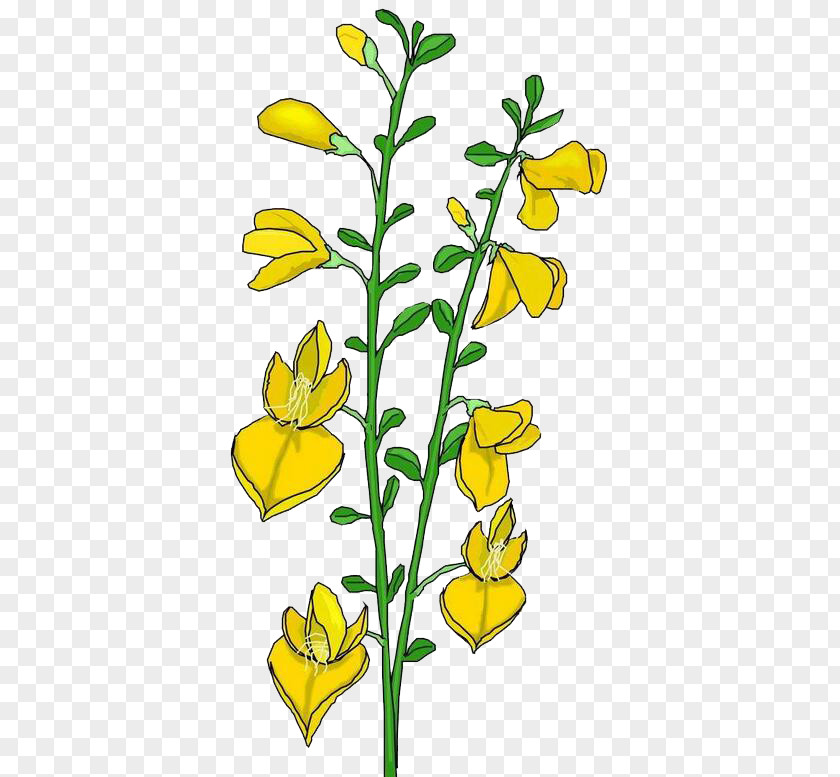 Yellow Lily Of The Valley Royalty-free Clip Art PNG