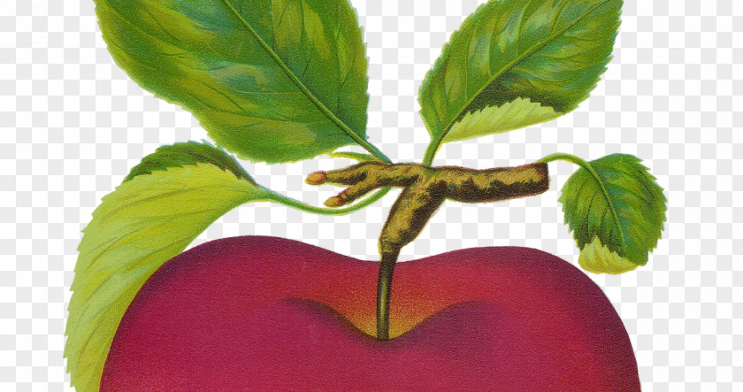 Apple Art Fruit Clip PNG