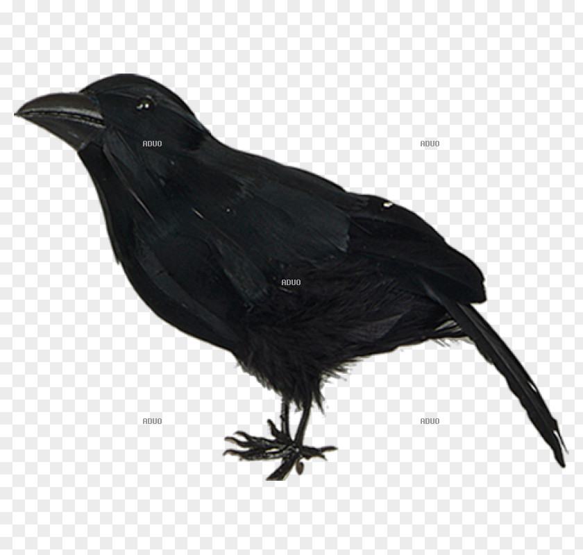 Bird American Crow Hooded New Caledonian Raven PNG
