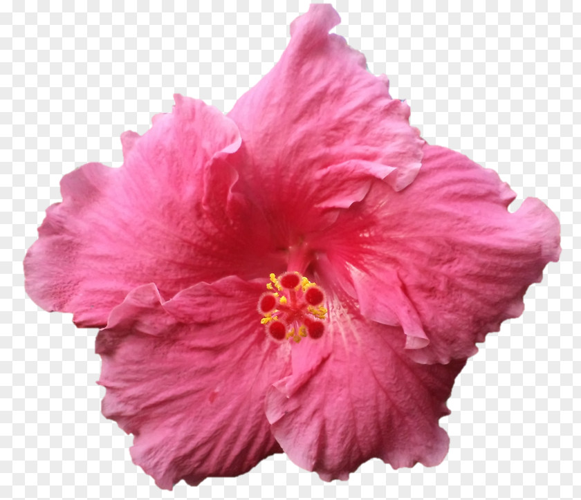 Hibiscus Cut Flowers Pink M Petal PNG