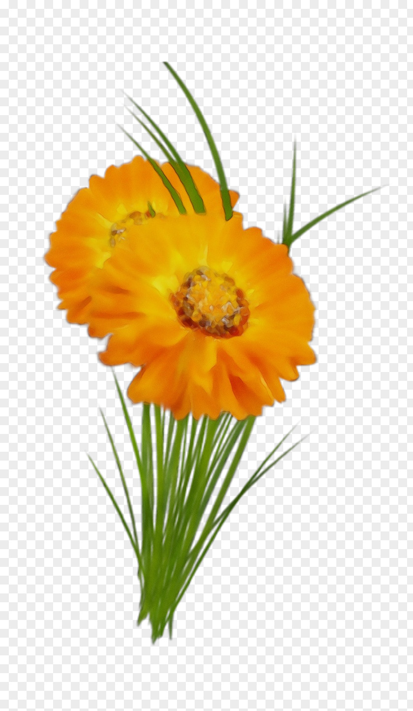 Plant Stem Transvaal Daisy Cut Flowers Annual Pot Marigold PNG