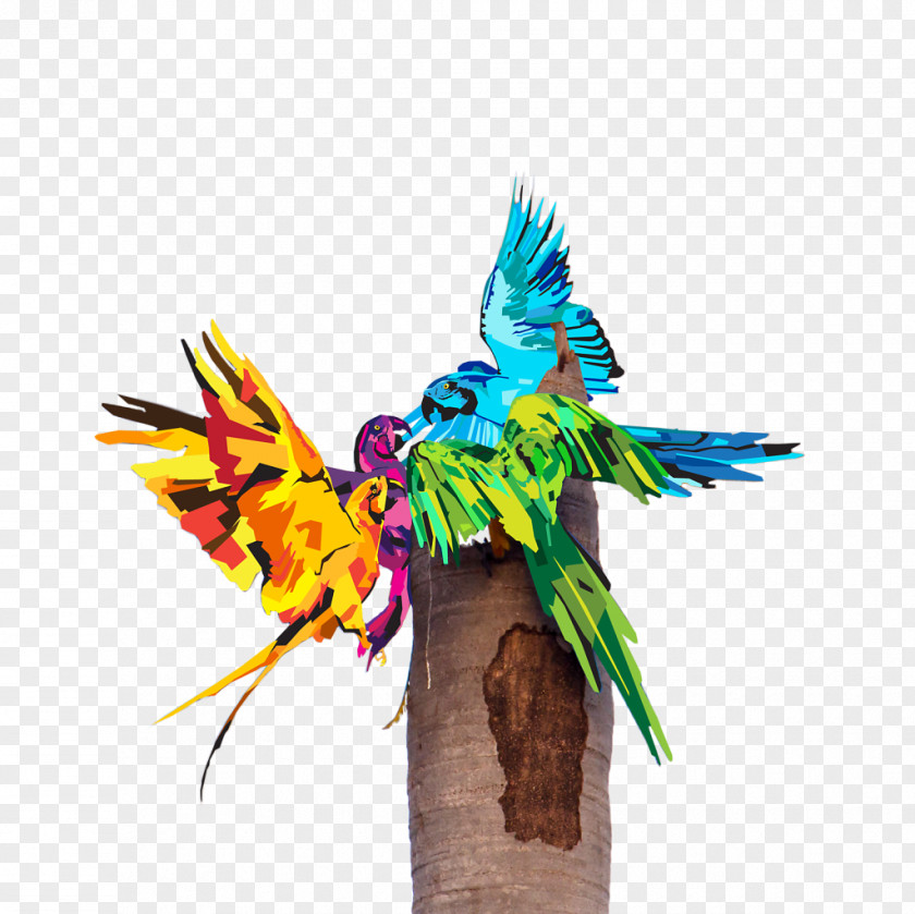 Ag Infographic Macaw Parrot Illustration Parakeet Beak PNG