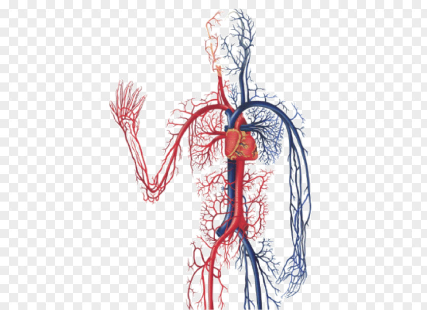 Blood The Cardiovascular System Circulatory Anatomy Of Heart Diagnostic Medical Sonography: Vascular Human Body PNG