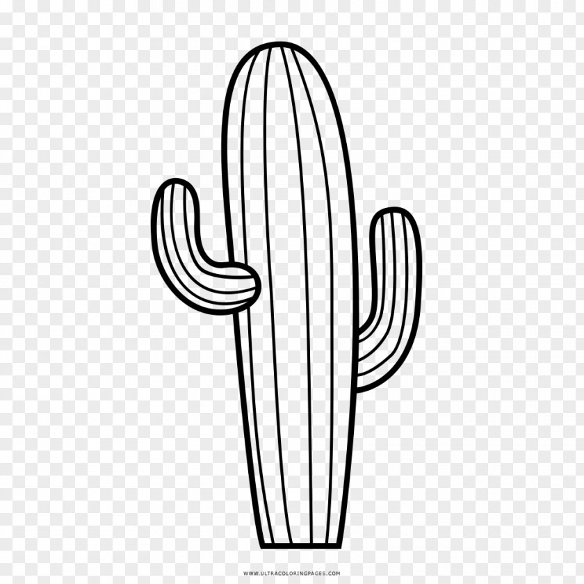 Cacto Cactaceae Drawing Line Art Coloring Book Pinterest PNG