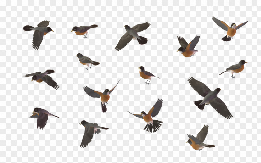 Chickadee Clipart Bird Chestnut-backed American Robin Clip Art PNG