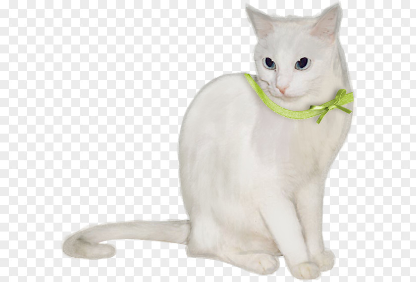 Kitten Burmilla Turkish Van Burmese Cat European Shorthair PNG