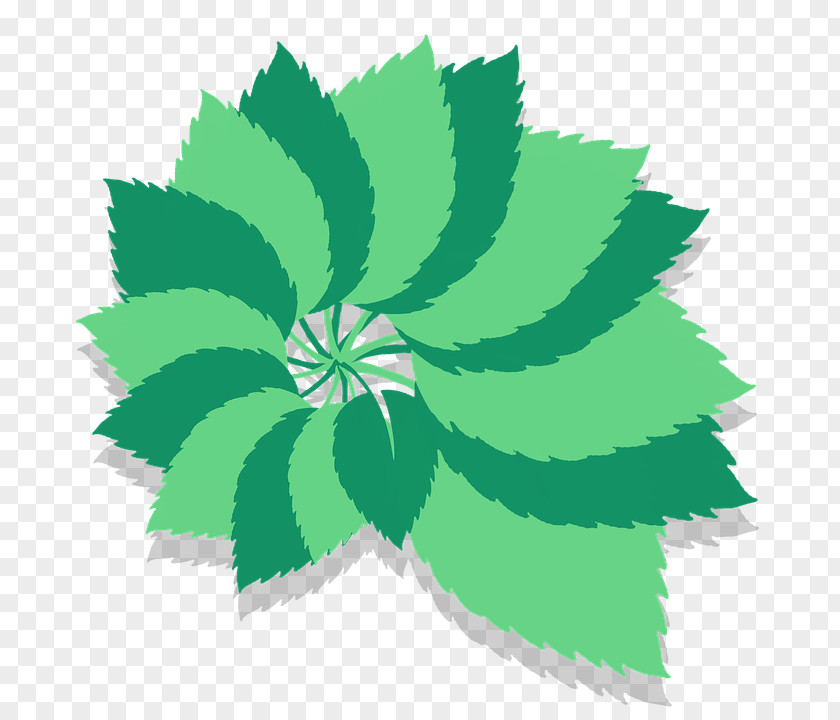 Leaf Drawing Clip Art PNG