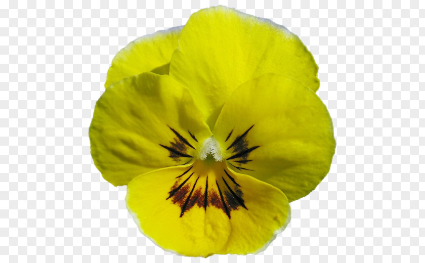 Pansy PNG