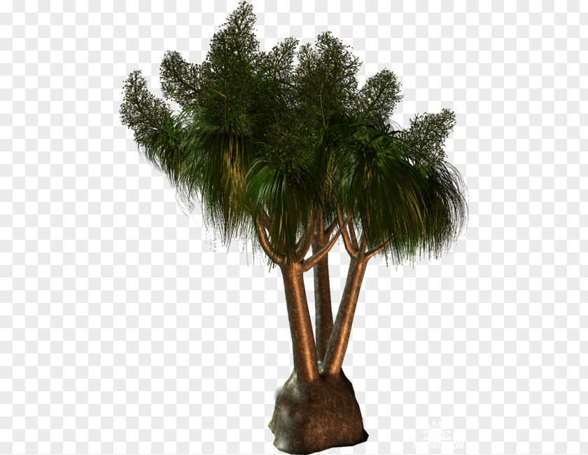 Tree Asian Palmyra Palm Arecaceae Clip Art PNG