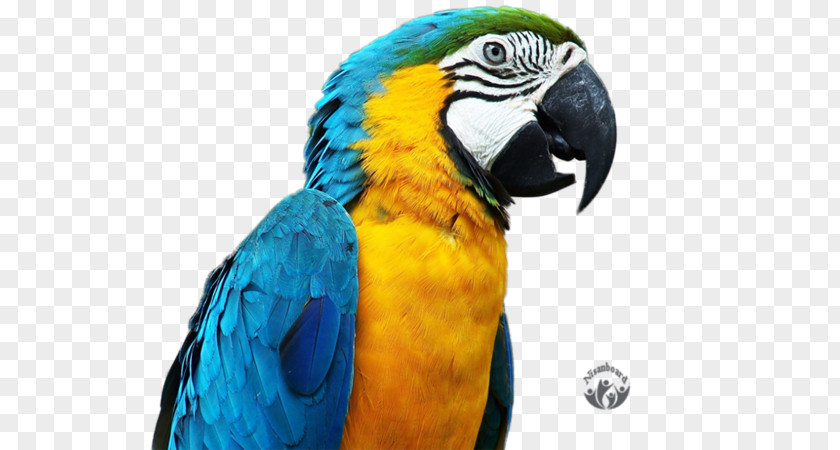 Bird Blue-and-yellow Macaw PNG