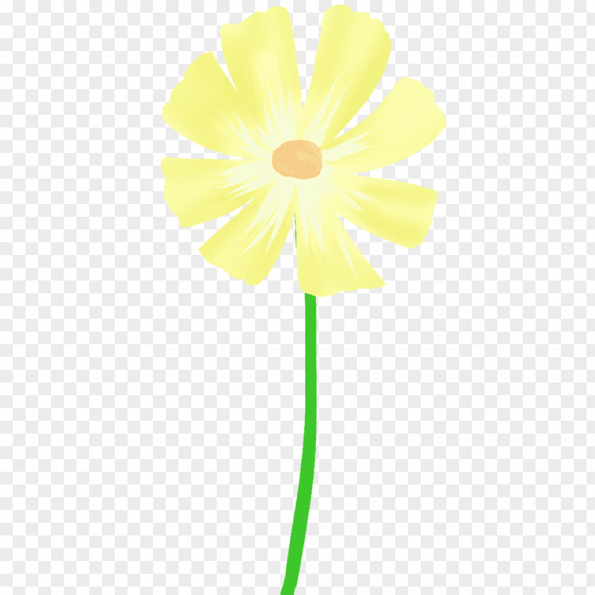 Daisy Family Cut Flowers Plant Stem Common PNG
