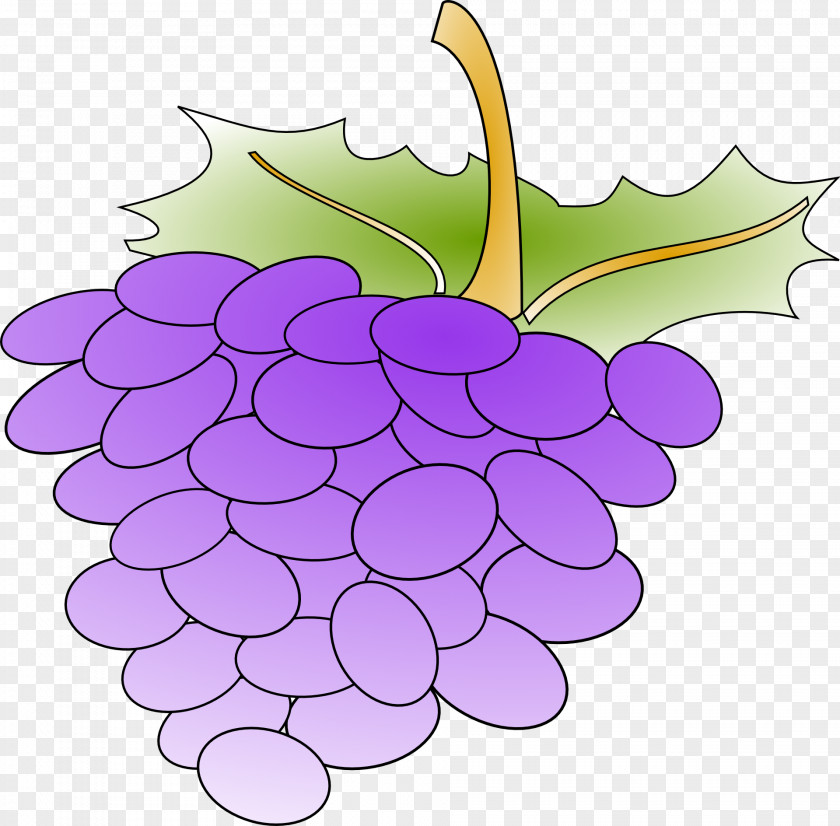 Grape Clip Art Vector Graphics Openclipart Free Content PNG