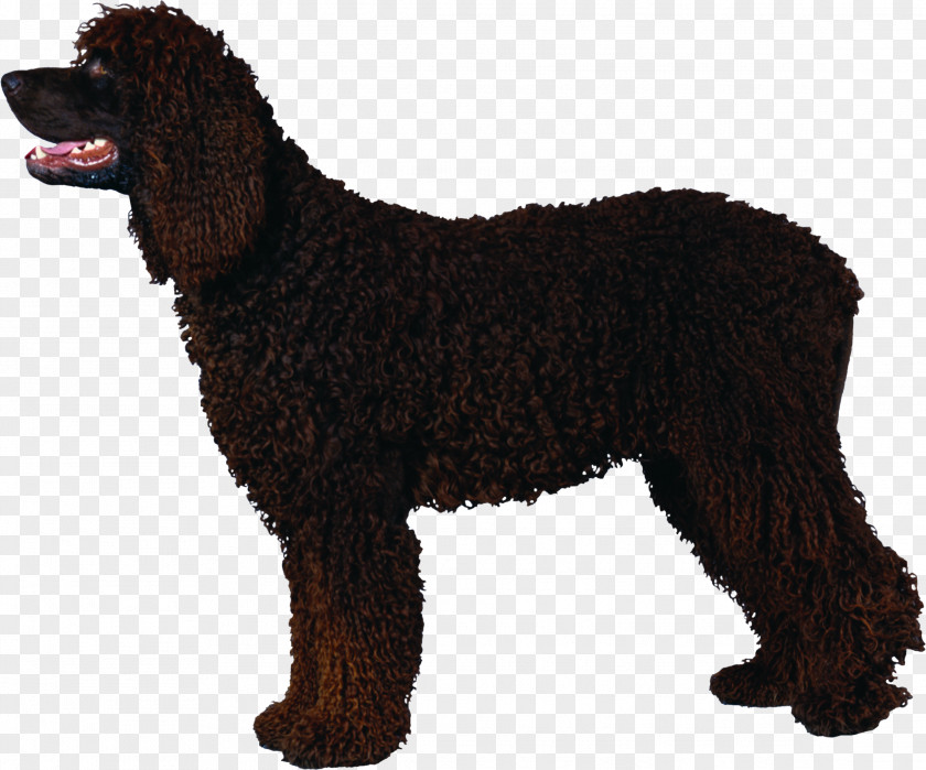 Irish Water Spaniel American Boykin Barbet Dog Curly-Coated Retriever PNG