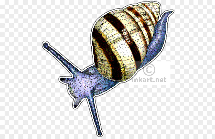 Snail Land Drawing Tree Achatinella Fulgens PNG