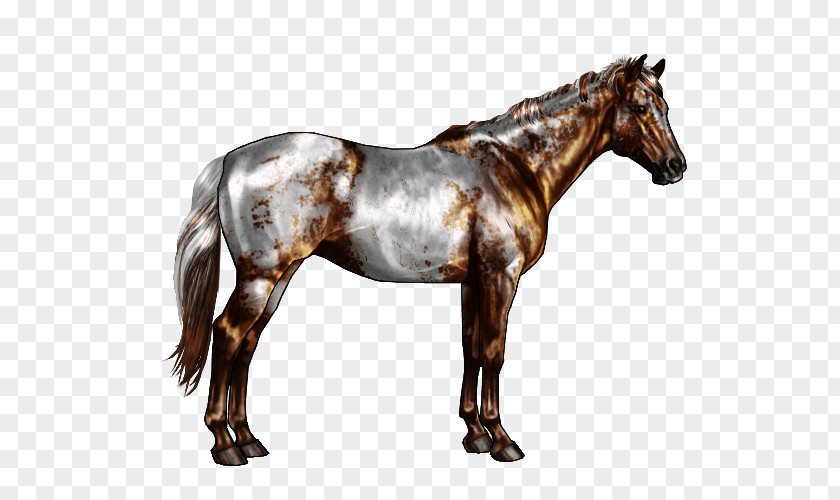 Varnish Appaloosa American Paint Horse Markings Roan Chestnut PNG