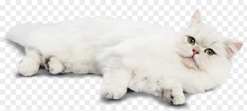 Cat Shop Persian Burmilla Munchkin Asian Semi-longhair Turkish Angora PNG