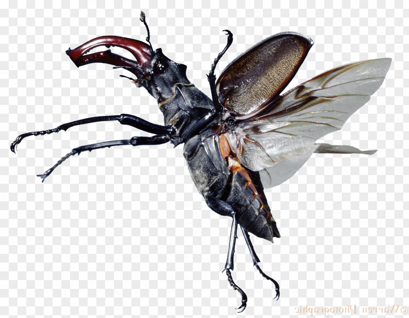 Fly Insect Stag Beetle Lucanus Cervus Deer Antler PNG