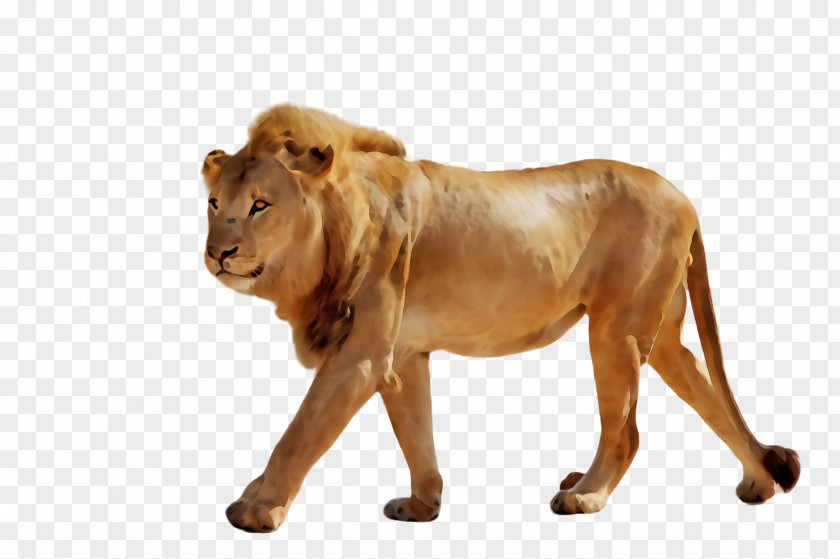 Masai Lion Animal Figure Wildlife Terrestrial Big Cats PNG