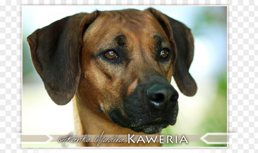 Rhodesian Ridgeback Black Mouth Cur Dog Breed Thai Puppy PNG