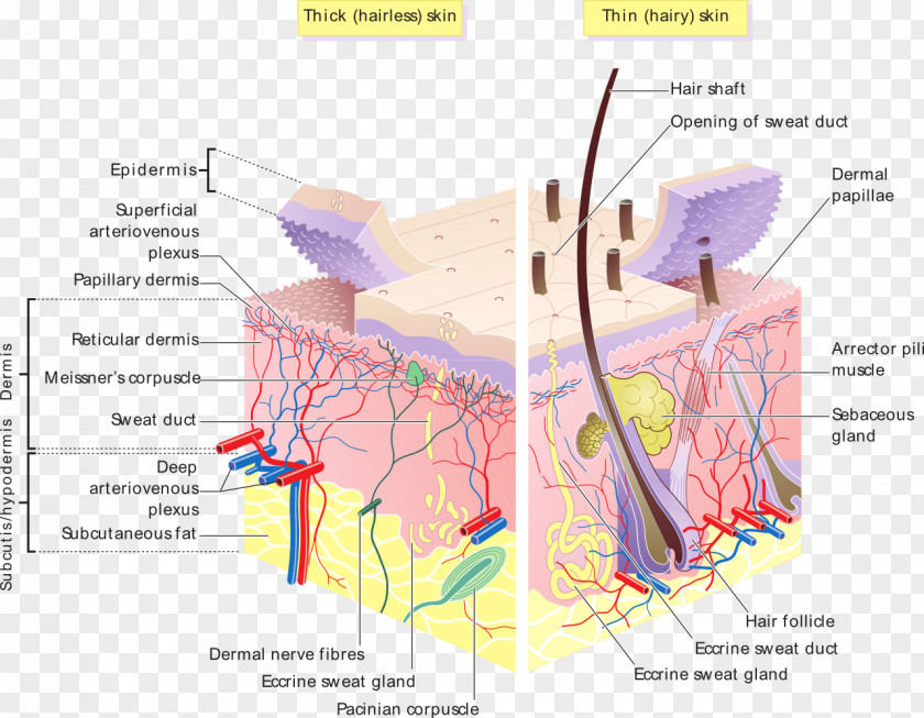 Skin Human Epidermis Subcutaneous Tissue PNG