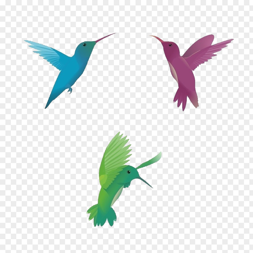 Sparrow Hummingbird Euclidean Vector PNG