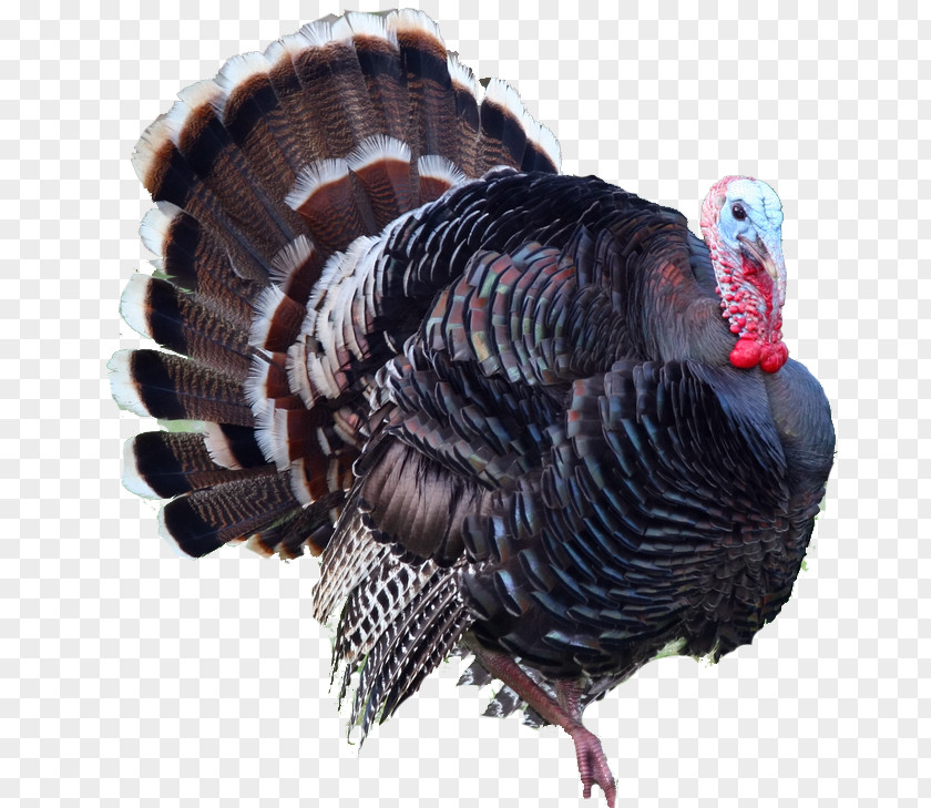 Turkey Bird Hunting Meat Ocellated Thanksgiving Clip Art PNG