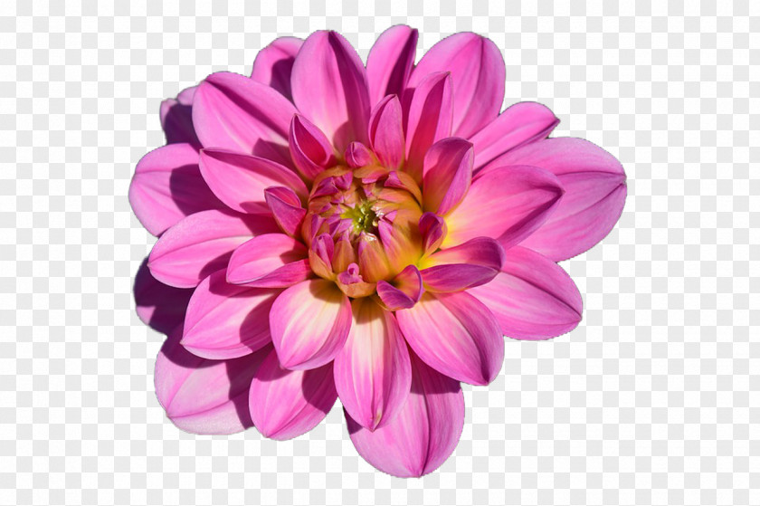 BLOSSOM Flower Garden Dahlia PNG