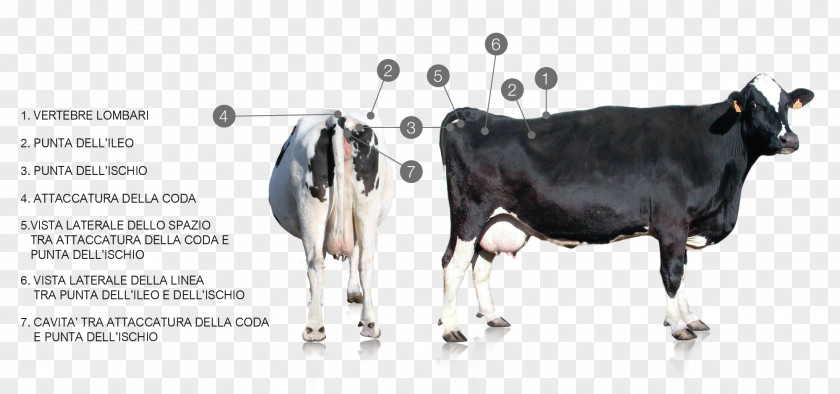 Body Conditioning Dairy Cattle Taurine Milk Holstein Friesian PNG