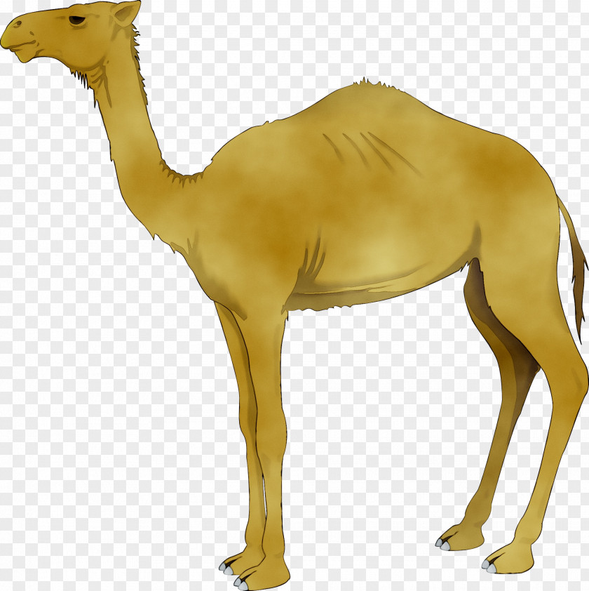 Camel Clip Art Vector Graphics Free Content PNG