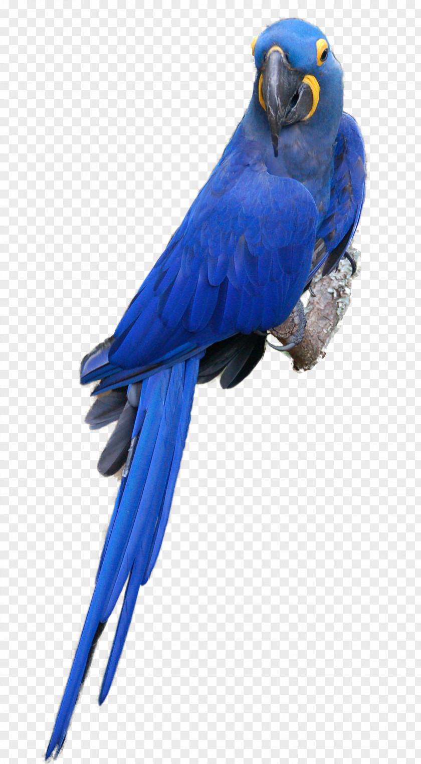 Parrot Scarlet Macaw Blue-and-yellow Bird Budgerigar PNG