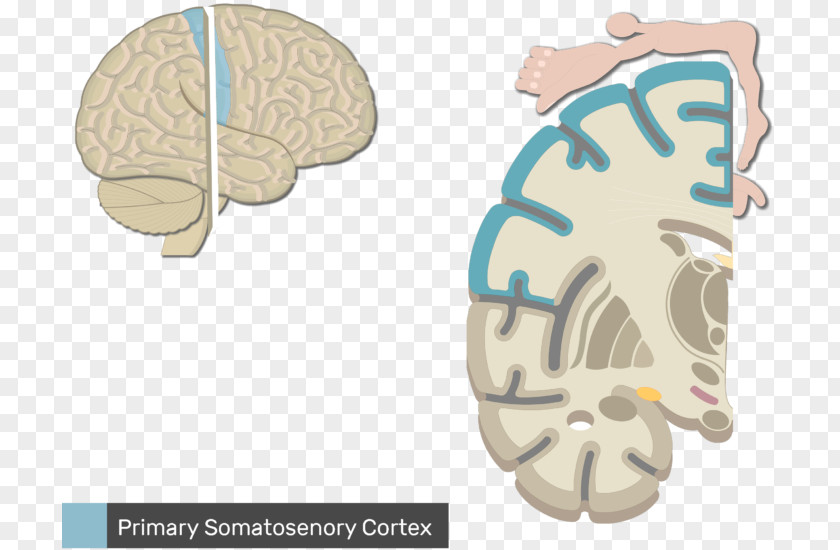 Primary Motor Cortex Somatic Nervous System Anatomy Sensory Central PNG ...